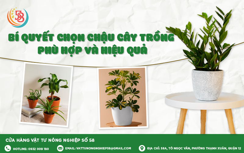 BÍ QUYẾT CHỌN CHẬU CÂY TRỒNG PHÙ HỢP VÀ HIỆU QUẢ